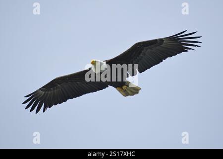 Un aigle à tête blanche glisse dans les airs avec ses ailes grandes ouvertes, Parc national, Khutzeymateen Grizzly Bear Sanctuary, Prince Rupert, Colombie-Britannique, CA Banque D'Images