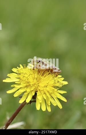 Grenouille arboricole européenne (Hyla arborea) assise sur une fleur de pissenlit jaune (Taraxacum), parc national du lac Neusiedl, Burgenland, Autriche, Europe Banque D'Images