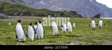 Panorama des manchots royaux Géorgie du Sud Antarctique Banque D'Images