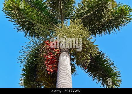 Fleurs de palmier et fruits dans le district de Maracanã, Rio de Janeiro, Brésil Banque D'Images