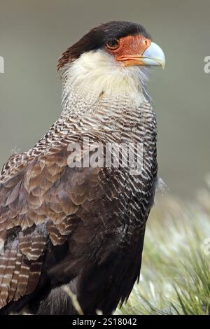 Caracara à crête, Caracara plancus, Patagonie, Chili, Amérique du Sud Banque D'Images