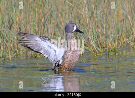 Sarcelle à ailes bleues (spatula discors) drake éclaboussant des ailes après le preening, Galveston, Texas, États-Unis Banque D'Images