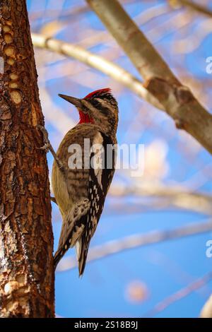 Sapsuccion à griffe rouge ou Sphyrapicus nuchalis perché sur le flanc d'un arbre au Green Valley Park à Payson. Banque D'Images