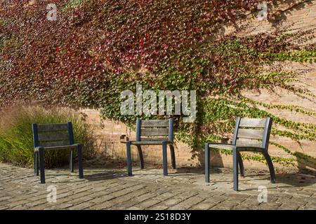 Des feuilles de rampante rouges et vertes grimpent sur le mur avec un banc Banque D'Images