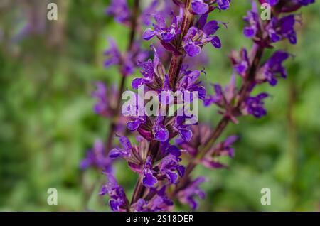 Gros plan de Salvia nemorosa 'Caradonna' (Balkan clary) avec des Salvias floues en arrière-plan Banque D'Images