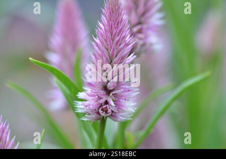 Plan macro de fleur rose Celosia 'Flamingo Feather' (Celosia Spicata) avec Celosias floues en arrière-plan. Communément appelé fleurs de laine. Comestible. Banque D'Images