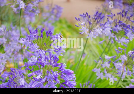 Abeille à miel se nourrissant d'une fleur d'Agapanthus, communément appelée lis du Nil, dans un jardin. Nom est dérivé du grec ancien mot pour amour. Banque D'Images