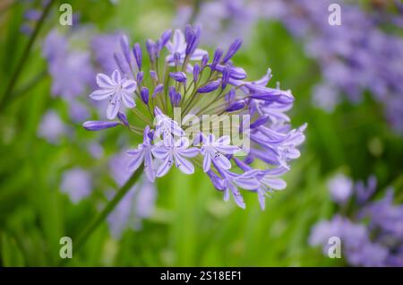 Fleur unique d'Agapanthus (Lys du Nil) dans un jardin avec fleurs d'agapanthus en arrière-plan. Nom est dérivé du grec ancien mot pour amour. Banque D'Images