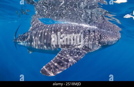 Un requin-baleine, Rhiniodon typus, à la surface, Philippines. C'est la plus grande espèce de poisson au monde. Banque D'Images