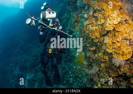 Plongeur, photographe Jennifer Ross (MR) photographiant un petit gobie sur du corail métallique, Philippines. Banque D'Images