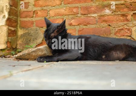 Portrait d'un chat noir mignon couché devant un mur de briques rustique profitant du temps chaud Banque D'Images