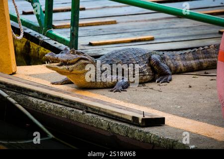 Spectaculaire Caïman, Caiman crocodilus, au quai de Gamboa à côté de Rio Chagres, parc national de Soberania, province de Colon, République du Panama. Banque D'Images