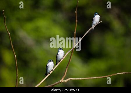 Trois hirondelles de mangrove, Tachycineta albilinea, assis sur une branche au bord de la rivière Rio Chagres, République du Panama, Amérique centrale. Banque D'Images