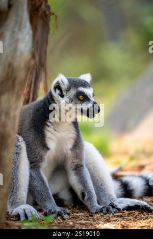 Le lémurien à queue annulaire (Lemur catta) en gros plan dans son habitat naturel de Madagascar, mettant en évidence les yeux jaunes, la queue rayée et la texture détaillée de la fourrure. Banque D'Images