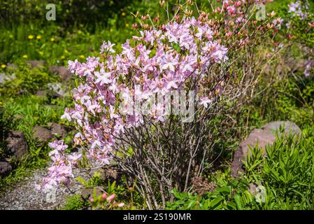 Floraison Rhododendron schlippenbachii (azalée royale) avec des fleurs roses délicates, des feuilles vertes et un ciel bleu clair en arrière-plan. Capturé dans spr Banque D'Images