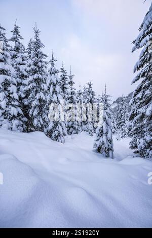 Winterwanderung entlang des Zauchenbachweg BEI Schneefall im Winter AM 23.12.2024. // le long de la Zauchenbachweg pendant les chutes de neige en hiver le 23 décembre 2024. - 20241223 PD6900 crédit : APA-PictureDesk/Alamy Live News Banque D'Images