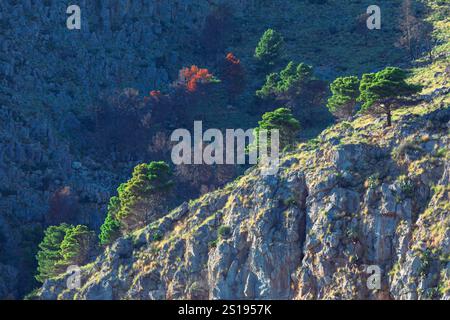 Paysage montagneux accidenté avec des falaises rocheuses et des arbres verts éparpillés, dont certains semblent partiellement brûlés ou morts. Contraste entre vibrant Banque D'Images