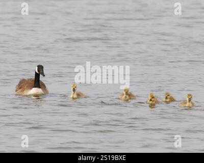 Oisons d'oie du Canada nageant avec leurs parents Branta canadensis Minsmere, Suffolk, UK BI041343 Banque D'Images
