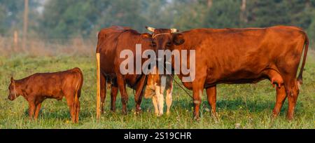 Vaches avec veaux dans le pâturage à côté du village Banque D'Images