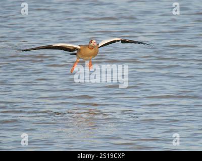 Débarquement de l'oie égyptienne sur l'eau Alopochen aegyptiaca Abberton Resevoir, Essex, UK BI043311 Banque D'Images