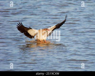 Débarquement de l'oie égyptienne sur l'eau Alopochen aegyptiaca Abberton Resevoir, Essex, UK BI043312 Banque D'Images