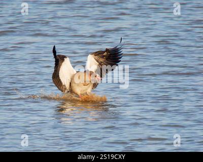 Débarquement de l'oie égyptienne sur l'eau Alopochen aegyptiaca Abberton Resevoir, Essex, UK BI043313 Banque D'Images