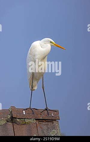 Un héron blanc debout sur un toit avec un fond de ciel bleu à la lumière du jour Banque D'Images