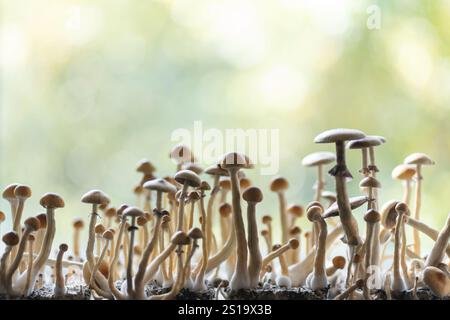 champignons psychédéliques magiques de psilocybine champignons poussant maison pour la thérapie Banque D'Images