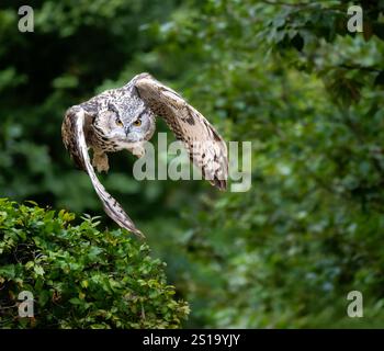 Gros plan d'un aigle-hibou eurasien volant Banque D'Images