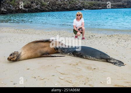 Lion de mer des Galapagos et chiot allaité (Zalophus wollebaeki) allongés sur la plage avec une femme qui regarde, île Genovesa, îles Galapagos Banque D'Images