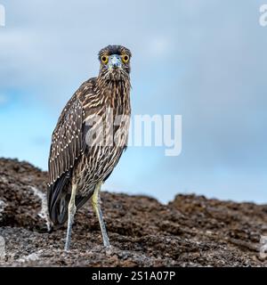 Héron strié (Butorides striata) sur l'île Genovesa, îles Galapagos Banque D'Images