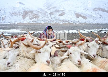 Pékin, la région autonome chinoise de Xizang. 13 septembre 2024. Un nourricier traite des chèvres blanches cachemire dans le comté de Rutog de la préfecture de Ngari, dans la région autonome de Xizang au sud-ouest de la Chine, 13 septembre 2024. Crédit : Sun Ruibo/Xinhua/Alamy Live News Banque D'Images