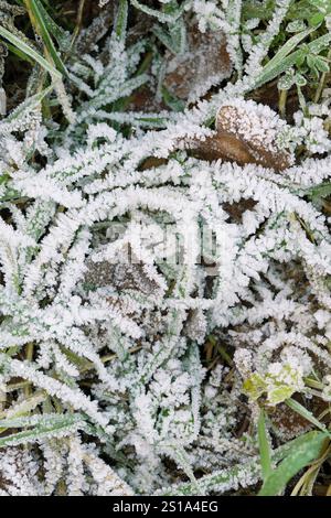 Italie, Lombardie, cristaux de glace sur une feuille Banque D'Images