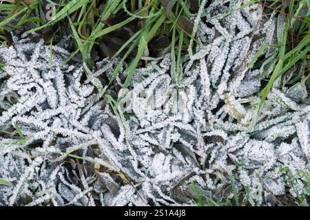 Italie, Lombardie, cristaux de glace sur une feuille Banque D'Images