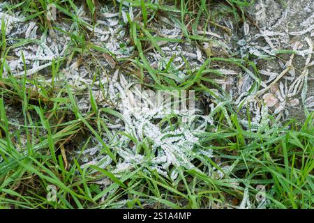 Italie, Lombardie, cristaux de glace sur une feuille Banque D'Images