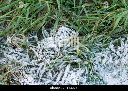 Italie, Lombardie, cristaux de glace sur une feuille Banque D'Images