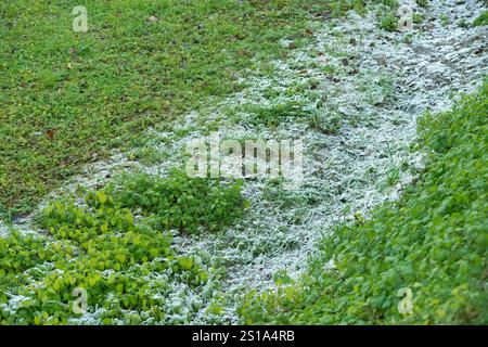 Italie, Lombardie, cristaux de glace sur une feuille Banque D'Images