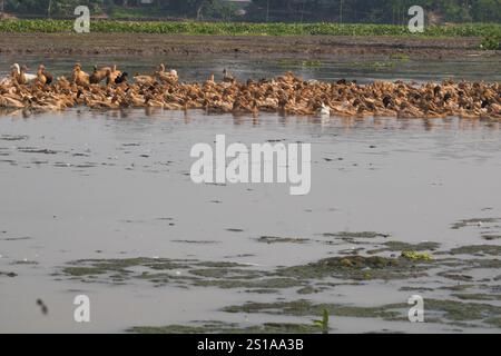 Gros plan ferme de canards flottant sur l'agriculture de l'eau classée. Banque D'Images