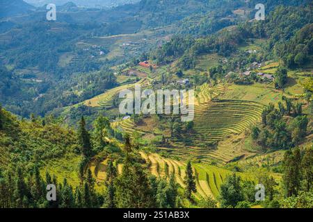 Vietnam, province de Lao Cai, Lung Phinh, paysage de culture en terrasses Banque D'Images