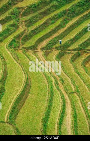 Vietnam, province de Lao Cai, Lung Phinh, paysage de culture en terrasses Banque D'Images