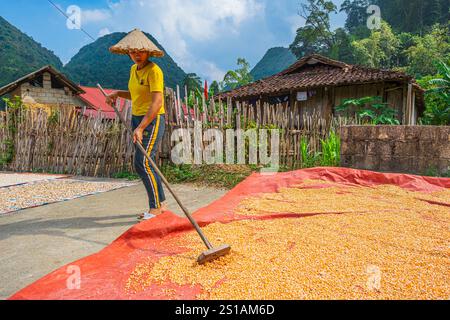 Vietnam, province de Lang son, vallée de bac son, séchage du maïs Banque D'Images