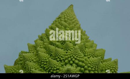 Gros plan de Broccoli Romanesco vert sur fond bleu Banque D'Images