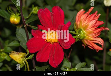 gros plan vibrant de deux dahlias, l'un rouge vif avec un centre jaune vif et l'autre s'estompant dans un orange délicat, sur fond de riche Banque D'Images