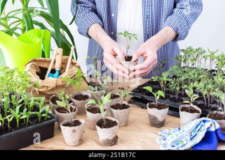En piquant, un homme transplante de jeunes plants de tomates et de poivrons dans des pots écologiques, transplantant des plants de contenants en plastique dans des pots de tourbe, prepa Banque D'Images