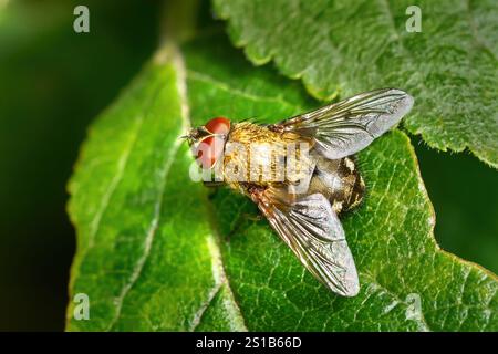 Mouche commune en grappe (Pollenia rudis) mâle sur une feuille verte Banque D'Images