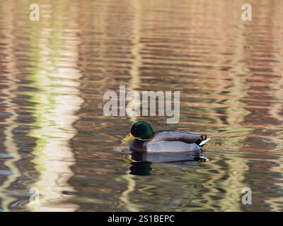 Un colvert mâle (anas platyrhynchos) se nourrissant sous le soleil de l'après-midi, nageant dans l'étang du parc Rheinaue à Bonn, Allemagne en décembre Banque D'Images