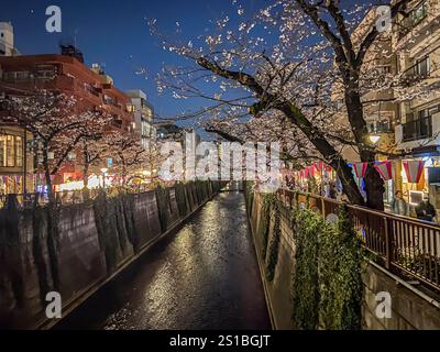 Arbres Sakura le long de la rivière Meguro, Meguro , Tokyo , Japon Banque D'Images