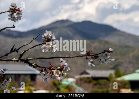 Fleurs de Sakura, Arashiyama, Kyoto, Japon Banque D'Images