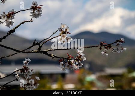 Fleurs de Sakura, Arashiyama, Kyoto, Japon Banque D'Images