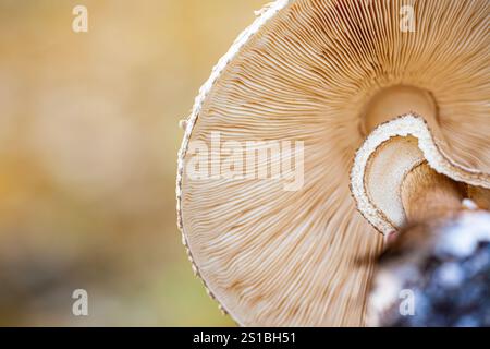 Vue rapprochée du dessous de quelques champignons clitocybe. Gros plan de fond de texture de champignons beiges. Banque D'Images